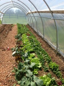 Hoop House Gardening
